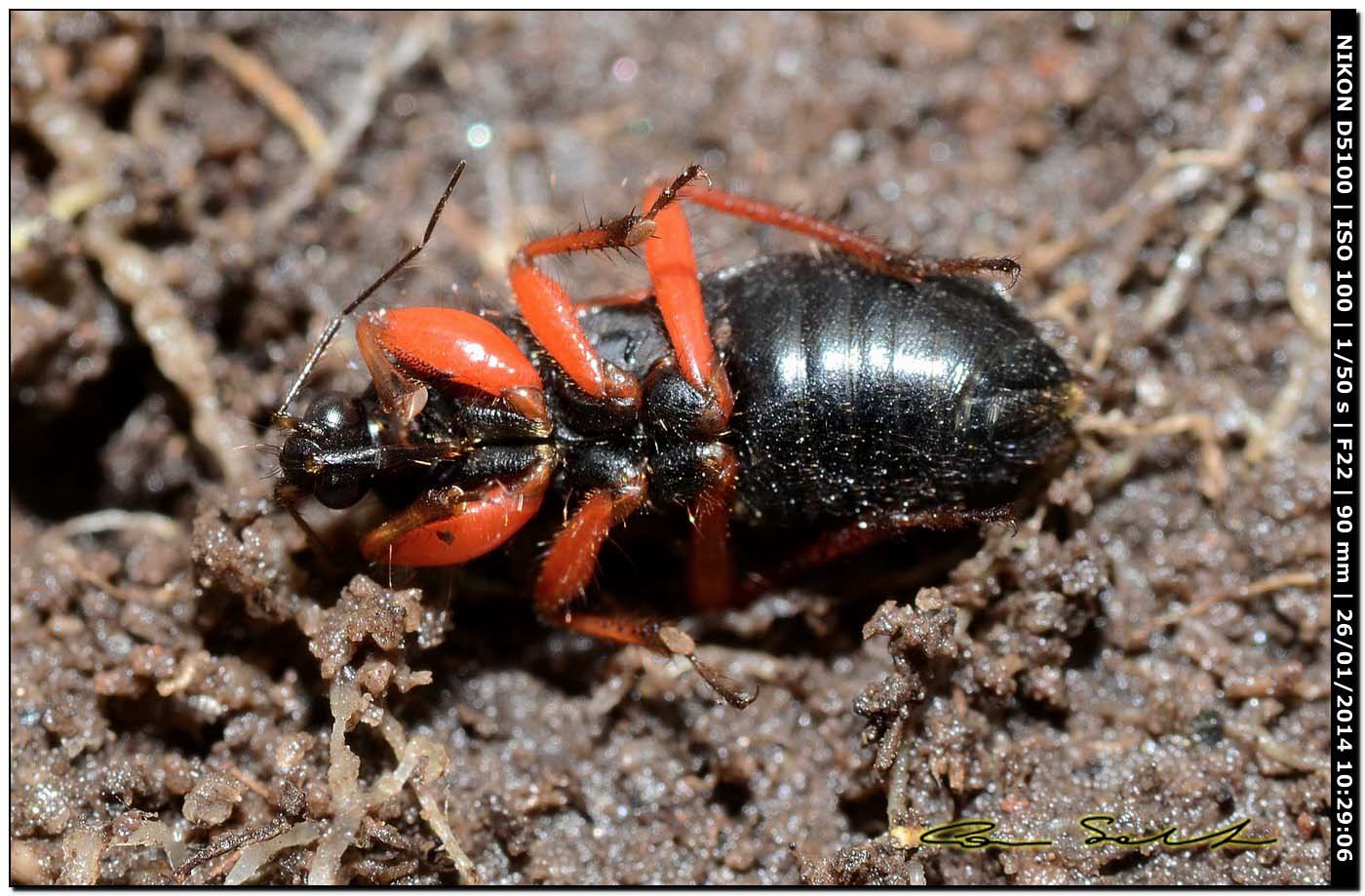 Nabidae: Prostemma guttula della Sardegna (Alghero)